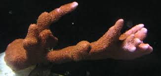 Montipora sp. orange/red