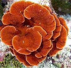 Montipora laminar orange