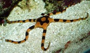 Ophiolepis superba