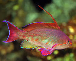 Pseudanthias squamipinnis Viirikoruahven koiras