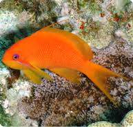 Pseudanthias squamipinnis Viirikoruahven naaras