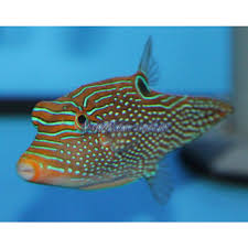 Canthigaster papua, Papuan Toby
