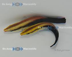 Labroides pectoralis puhdistajakala