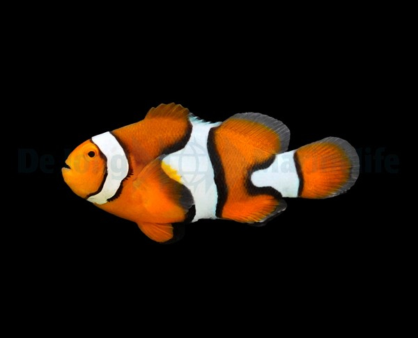 Amphiprion percula T.B.