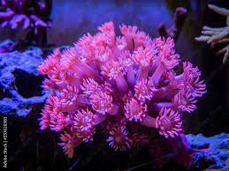 Goniopora pink S