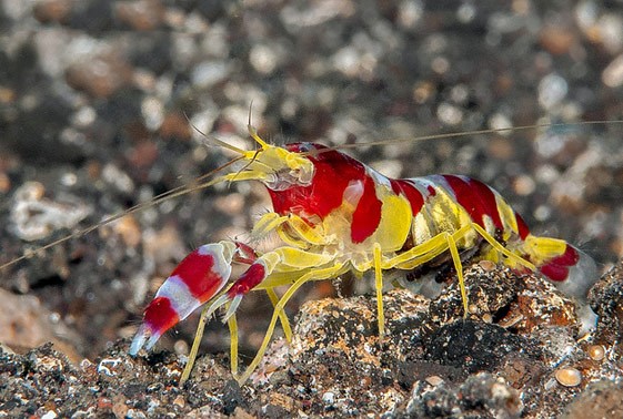 Alpheus randalli pistoolirapu