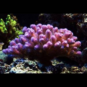 Pocillopora damicornis pink