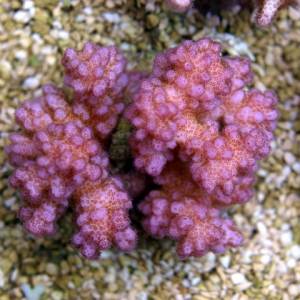 Pocillopora verrucosa pink