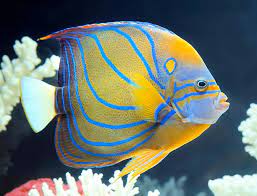 Pomacanthus annularis juvenile