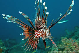 Pterois volitans Siipisimppu