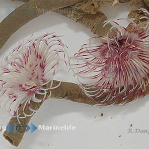 Sabellastarte red/white viuhkamato