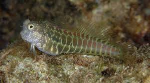 Salarias segmentatus Segmentoitu Luikero