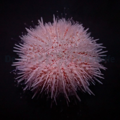 Salmacis Pink Lady