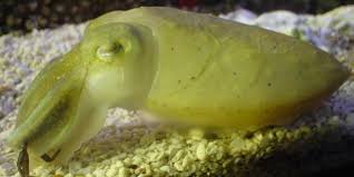 Sepia bandensis