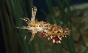 Sepia bandensis