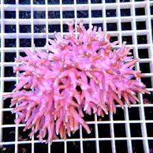 Seriatopora caliendrum pink