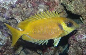 Siganus corallinus