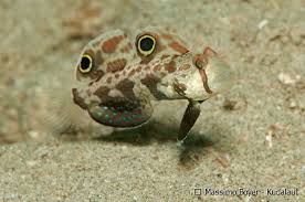 Signigobius biocellatus Rengasevtokko