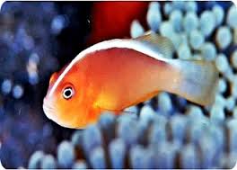 Amphiprion akallopisos PARISKUNTA (uros ja naaras)skunkclownfish