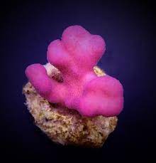 Stylophora pistillata pink Tonga