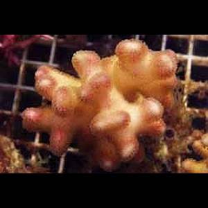 Stylophora pistillata pink