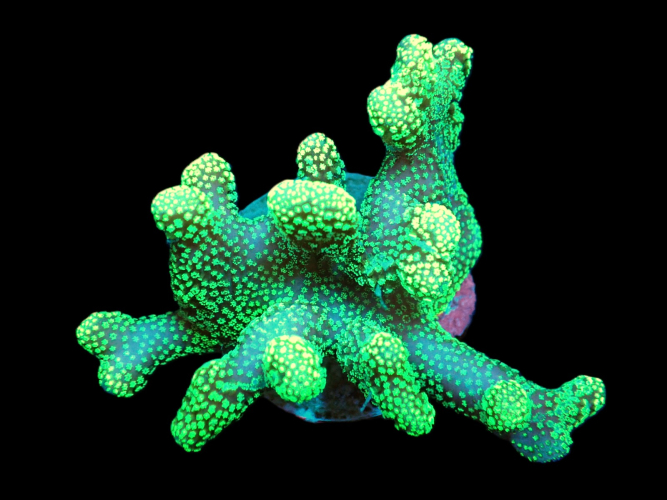 Stylophora pistillata Green Medium