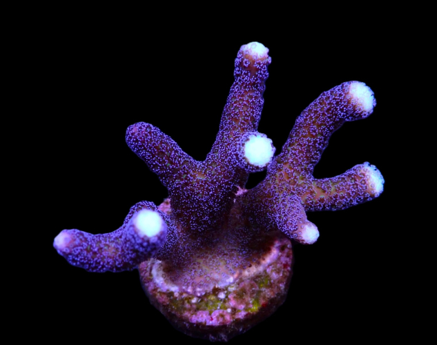 Stylophora pistillata Milka Medium