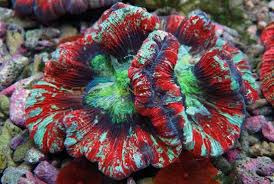 Trachyphyllia Red Premium