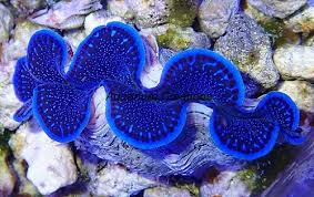 Tridacna maxima ultrablue pasific 5cm