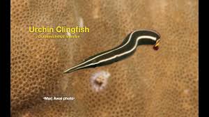 Diademichthys lineatus, Urchin clingfish