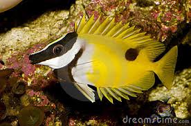 Siganus vulpinus S/M koko