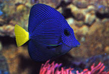 Zebrasoma xanthurum