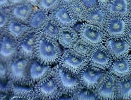 Zoanthus blue