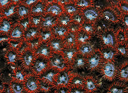 Zoanthus red orange