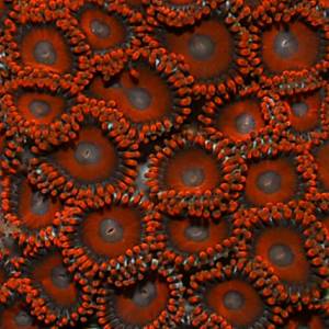 Zoanthus sp. red orange